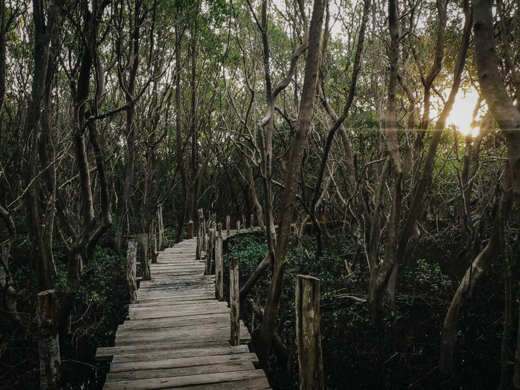 las namorzynowy celestun