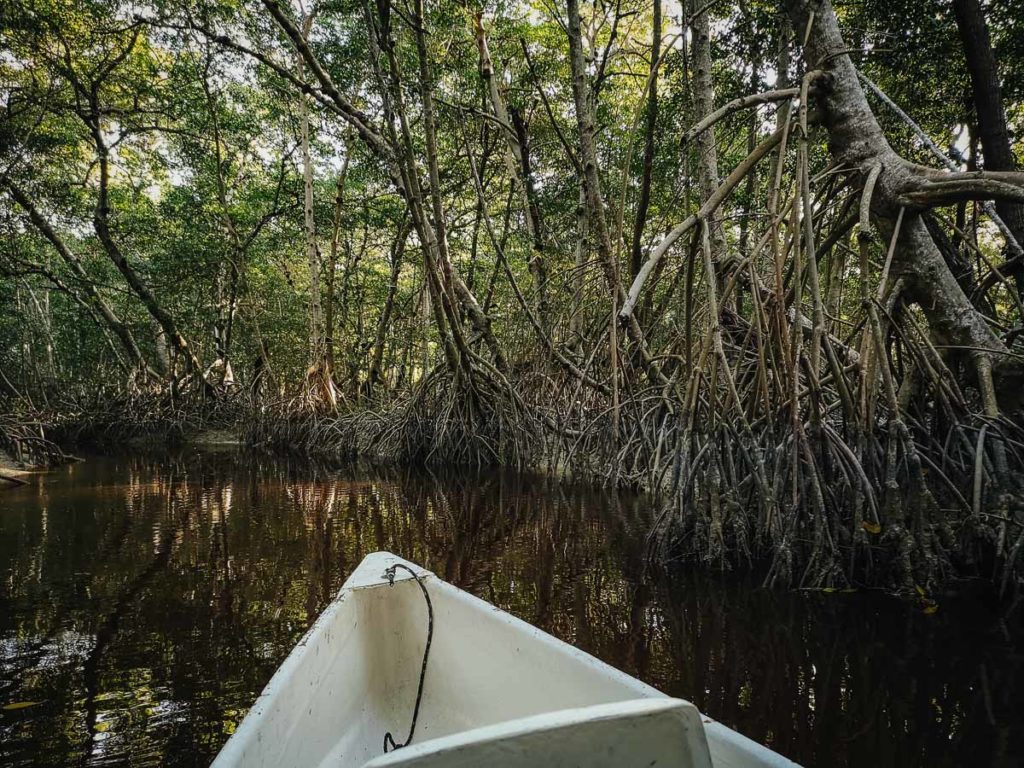 Kajakiem przez las namorzynowy